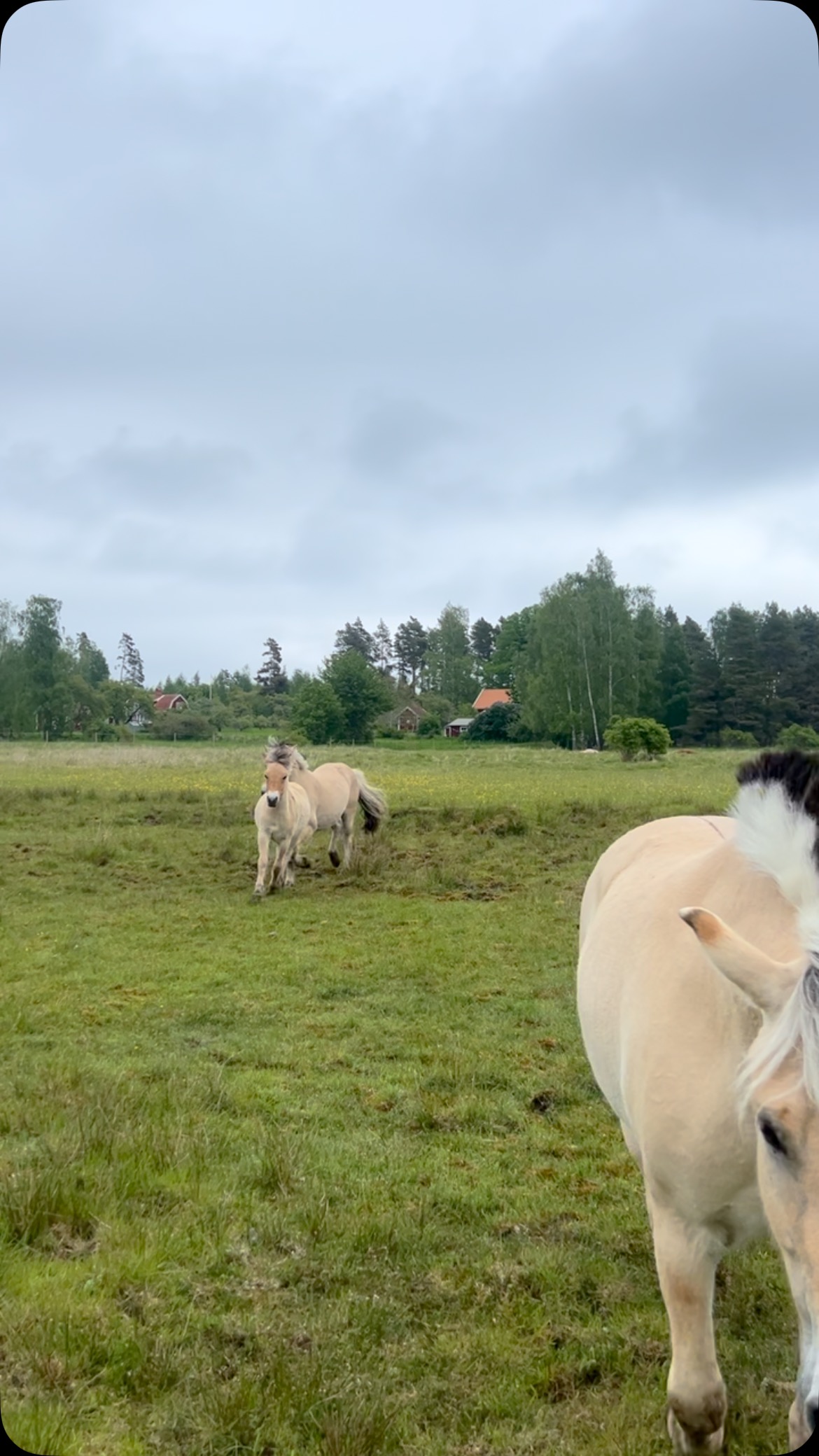 Långhelg och remmalagen har öppet fredag 6/6 11.00 till 15.15, lördag 7/6 10.30 till 16.15 och söndag 11.00 till 15.15 Välkomna! Från och med 14/6 har vi öppet dagligen 🐴 #visingsö #remmalag #visitsmåland #visitsmåland #visitjönköping #explorejkpg #jkpg #destinationjönköping