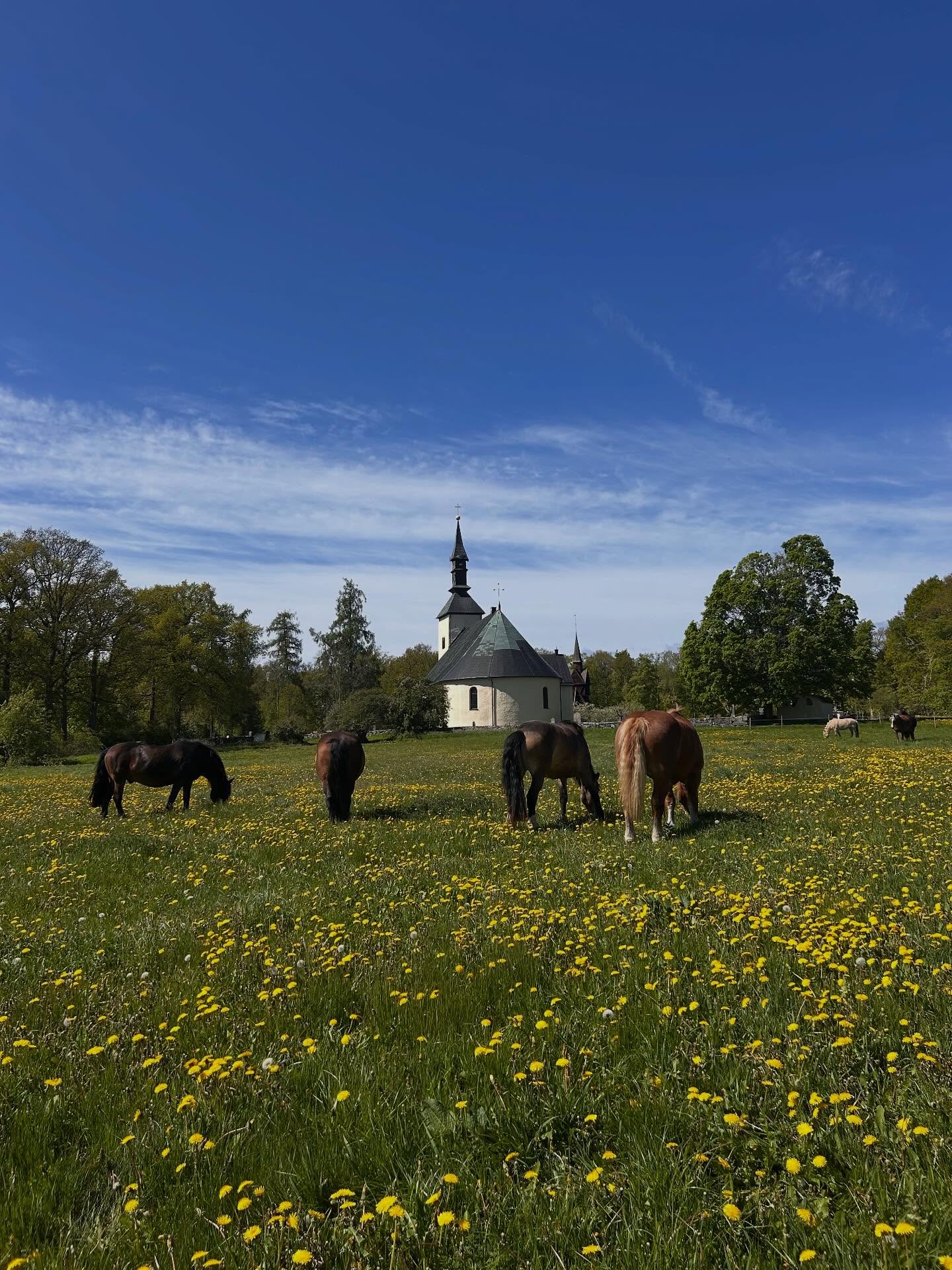 Nu längtar vi till vår och sommar☀️ bara några månader kvar tills vi kör de första förbokade turerna och vi börjar ha öppettider redan första helgen i maj 🌸 Boka remmalag redan nu ✉️ info@visingso.com #visingsö #remmalag #visitjönköping #visitsmåland #destinationjönköping