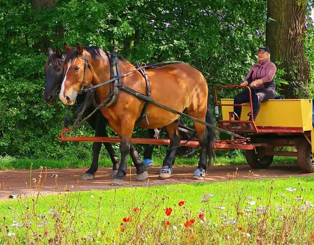 Nu är det äntligen dags! 🌸✨
Remmalagen öppnar för säsongen!

📅 1 maj
🕒 11.15–14.15

📅 2 maj
🕒 11.00–14.45

Kom och njut av härlig stämning, vårkänslor och en fin tur med remmalag 🌿🐴
Ta med familj och vänner och kicka igång säsongen tillsammans med oss! 

Vi ses! 💛 #visingsö #remmalag #destinationjönköping #visitsmåland